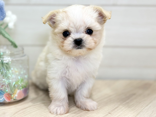 大阪府のチワマル/マルチワ(チワワ×マルチーズ) (ペッツファーストららぽーと門真店/2025年10月7日生まれ/女の子/クリーム)の子犬の1枚目の画像