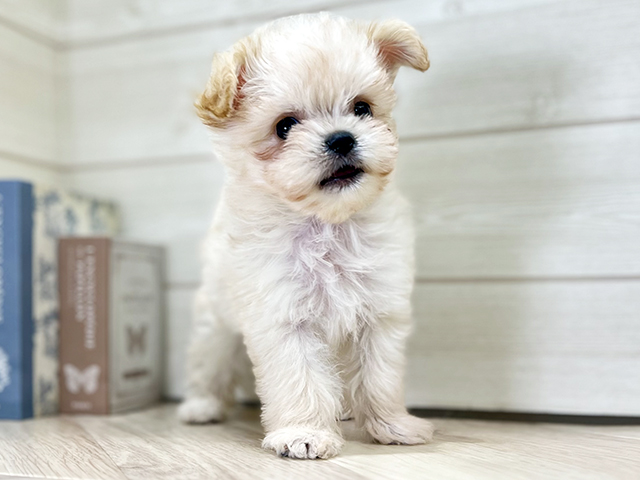 東京都のチワマル/マルチワ(チワワ×マルチーズ) (ペッツファースト昭島店/2025年10月7日生まれ/女の子/クリーム)の子犬の1枚目の画像