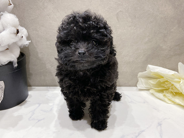愛知県のトイプードル(トイ) (ペッツファースト名古屋栄店/2025年10月7日生まれ/女の子/ブラック)の子犬