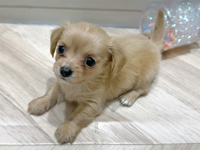 広島県のチワックス(チワワ×ダックス) (ペッツファースト広島府中店/2025年10月7日生まれ/女の子/イエロー)の子犬