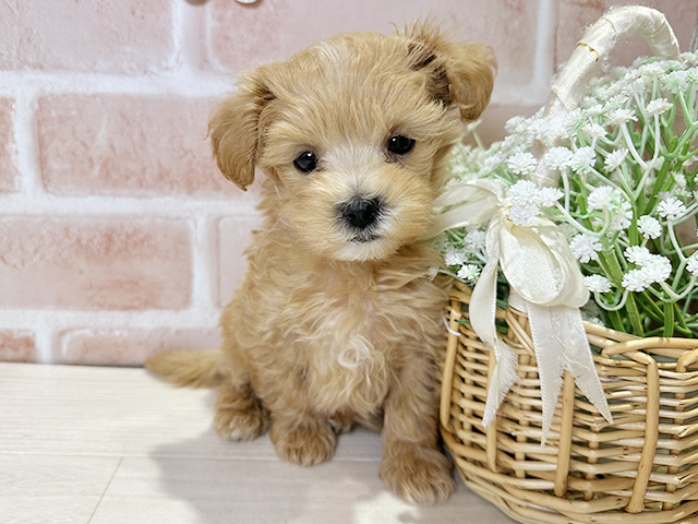 岡山県のマルプー(マルチーズ×プードル) (ペッツファースト倉敷店/2025年10月7日生まれ/男の子/アプリコット)の子犬の1枚目の画像