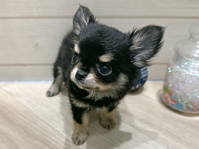広島県のチワワ(ロング) (ペッツファースト広島府中店/2025年10月7日生まれ/女の子/ブラックタン)の子犬の1枚目の画像