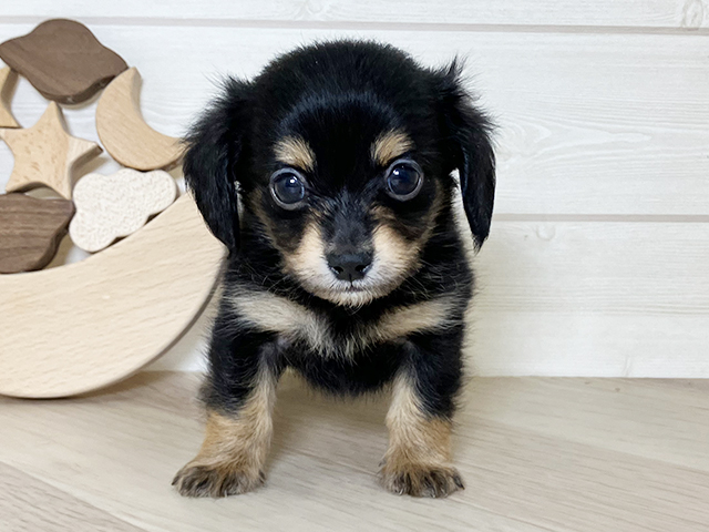 鳥取県のチワックス(チワワ×ダックス) (ペッツファースト日吉津店/2025年10月7日生まれ/男の子/ブラックタン)の子犬の1枚目の画像