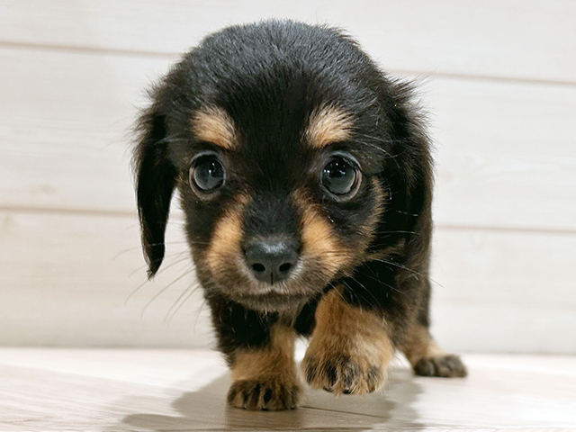 東京都のチワックス(チワワ×ダックス) (ペッツファースト豊洲店/2025年10月7日生まれ/女の子/ブラックタン)の子犬の1枚目の画像