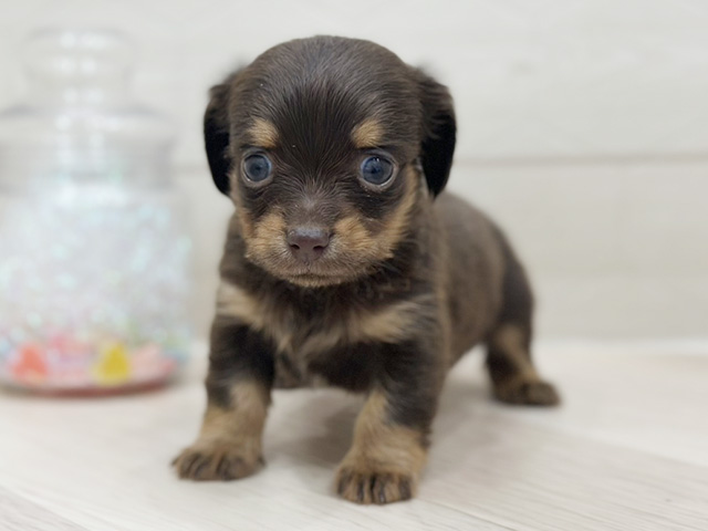 埼玉県のチワックス(チワワ×ダックス) (ペッツファーストレイクタウン店/2025年10月7日生まれ/女の子/チョコレートタン)の子犬の1枚目の画像