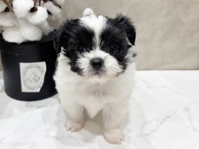 愛知県のチワプー/プーチー(チワワ×プードル) (ペッツファースト名古屋栄店/2025年10月6日生まれ/女の子/ホワイトブラック)の子犬の1枚目の画像
