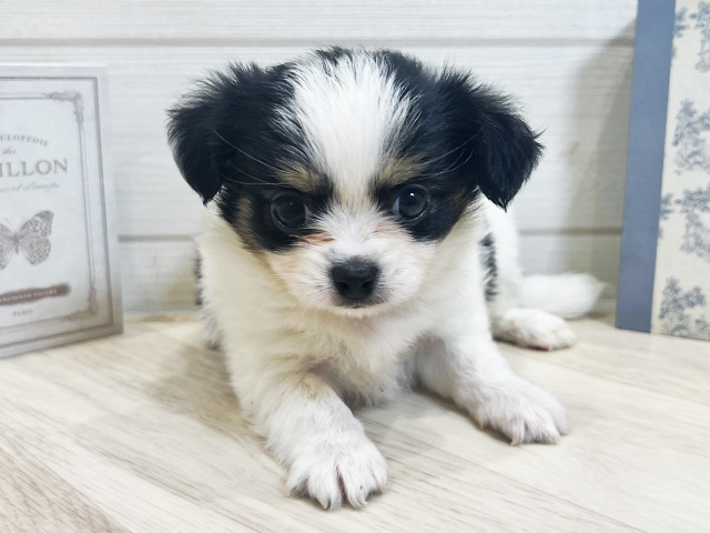 愛知県のチワプー/プーチー(チワワ×プードル) (ペッツファースト岡崎店/2025年10月6日生まれ/女の子/ホワイトブラックタン)の子犬の1枚目の画像