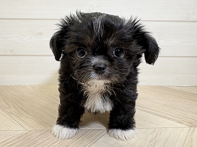 千葉県のチワプー/プーチー(チワワ×プードル) (ペッツファースト市川コルトンプラザ店/2025年10月6日生まれ/女の子/ブラックホワイト)の子犬