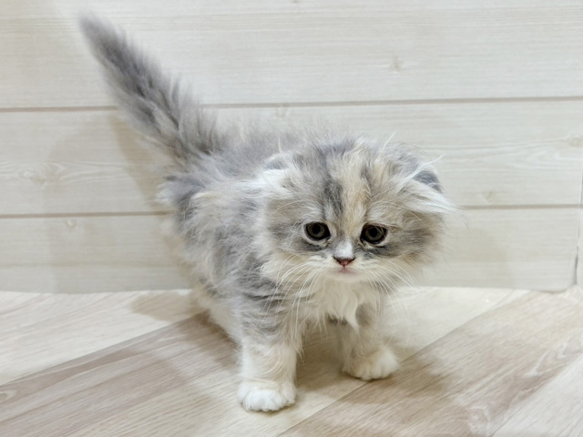 福岡県のスコティッシュフォールド (ペッツファースト福岡天神店(c)/2025年10月7日生まれ/女の子/ブルーパッチドタビーホワイト)の子猫の1枚目の画像