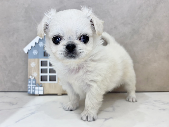 京都府のチワペキ/ペキチー/ペキチワ(チワワ×ペキニーズ) (ペッツファースト京都四条河原町店/2025年9月29日生まれ/女の子/クリーム)の子犬