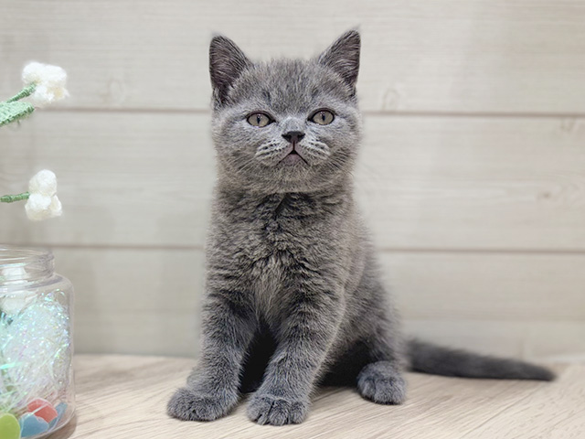大阪府のブリティッシュショートヘアー (ペッツファーストららぽーと門真店/2025年10月6日生まれ/男の子/ブルー)の子猫の1枚目の画像
