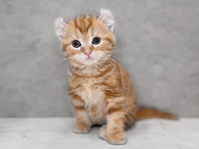 埼玉県のアメリカンカール (ペッツファーストPETEMOレイクタウンmori店/2025年10月3日生まれ/女の子/レッドタビー)の子猫の1枚目の画像