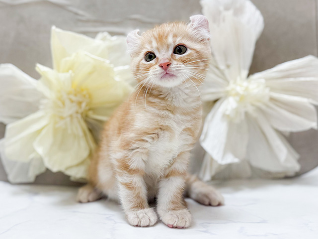 東京都のアメリカンカール (ペッツファースト恵比寿店/2025年10月3日生まれ/男の子/クリームタビー)の子猫の1枚目の画像