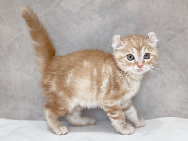 千葉県のアメリカンカール (ペッツファーストららぽーとTOKYO-BAY店/2025年10月3日生まれ/女の子/クリームタビー)の子猫の1枚目の画像