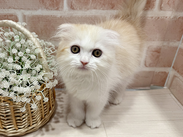 東京都のスコティッシュフォールド (ペッツファースト町田店/2025年10月2日生まれ/女の子/カメオタビーホワイト)の子猫の1枚目の画像