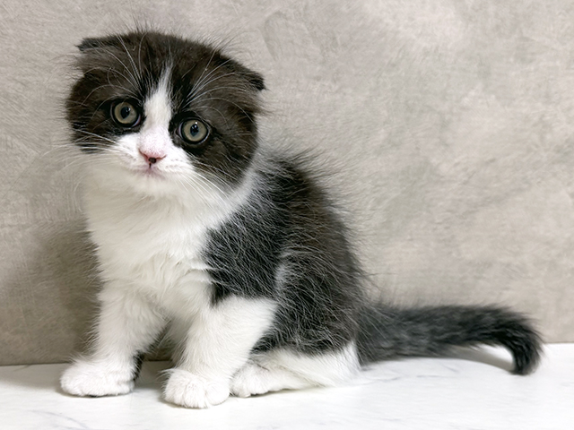 千葉県のスコティッシュフォールド (ペッツファースト稲毛店/2025年10月2日生まれ/男の子/ブラウンタビーホワイト)の子猫の1枚目の画像