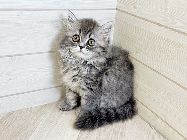 神奈川県のラガマフィン (ペッツファースト横須賀店/2025年10月2日生まれ/男の子/ブルータビー)の子猫の1枚目の画像