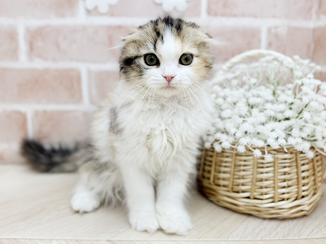 東京都のスコティッシュフォールド (ペッツファーストfor cats武蔵小山店/2025年9月28日生まれ/女の子/ブラウンパッチドタビー)の子猫の1枚目の画像