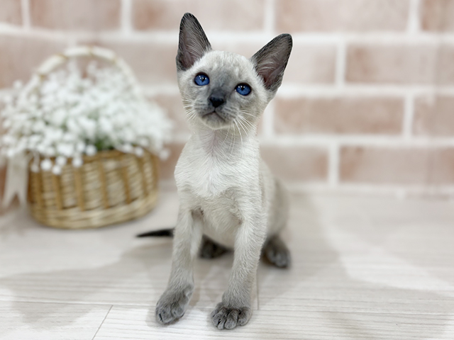 神奈川県のオリエンタルショートヘアー (ペッツファーストfor cats横浜元町店/2025年10月2日生まれ/男の子/ブルー)の子猫の1枚目の画像