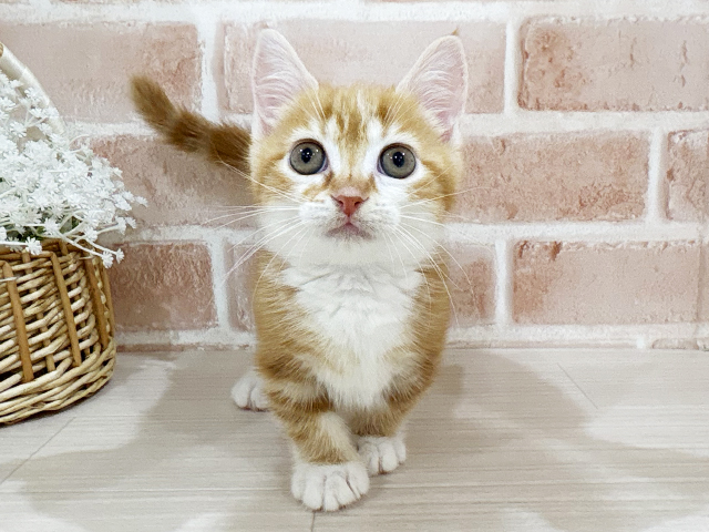 神奈川県のマンチカン (ペッツファーストfor cats横浜元町店/2025年10月3日生まれ/女の子/レッドタビーホワイト)の子猫