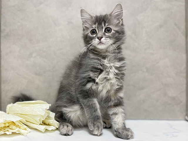 東京都のターキッシュアンゴラ (ペッツファースト池袋店/2025年10月2日生まれ/女の子/ブルーパッチドタビー)の子猫