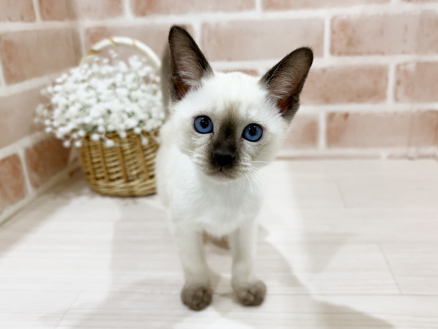 神奈川県のトンキニーズ (ペッツファーストfor cats横浜元町店/2025年10月4日生まれ/女の子/ナチュラルポイント)の子猫の1枚目の画像