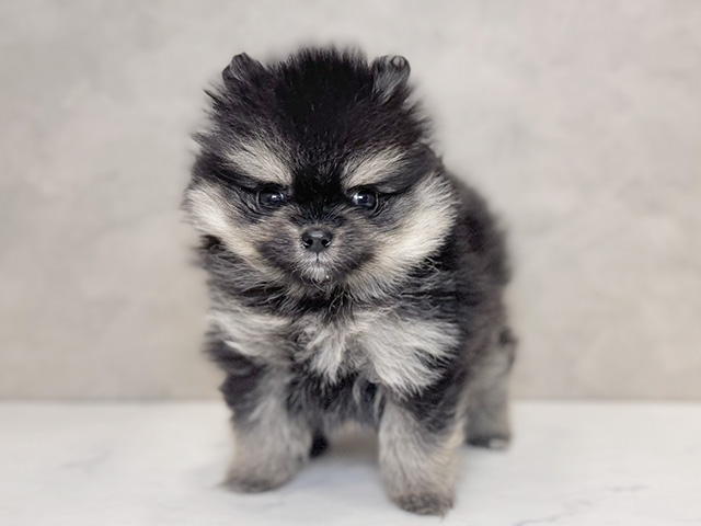 埼玉県のポメラニアン (ペッツファーストPETEMOレイクタウンmori店/2025年10月7日生まれ/女の子/ブラックタン)の子犬