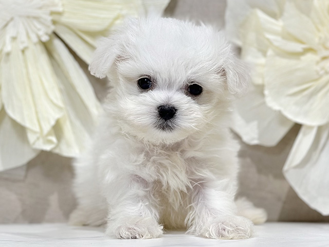 マルチーズミックス