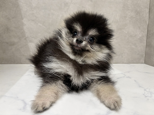 東京都のポメラニアン (ペッツファーストららぽーと立川立飛店/2025年10月8日生まれ/女の子/ブラックタン)の子犬の1枚目の画像