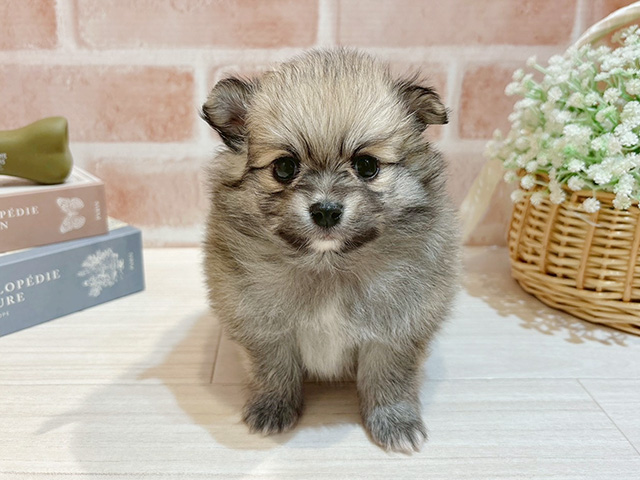 東京都のポメチワ/チワポメ/ポメチー(ポメラニアン×チワワ) (ペッツファースト自由が丘店/2025年10月8日生まれ/女の子/オレンジホワイト)の子犬の1枚目の画像