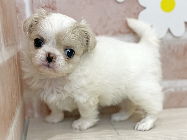 鹿児島県のチワペキ/ペキチー/ペキチワ(チワワ×ペキニーズ) (ペッツファースト鹿児島店/2025年10月8日生まれ/女の子/クリームホワイト)の子犬の1枚目の画像