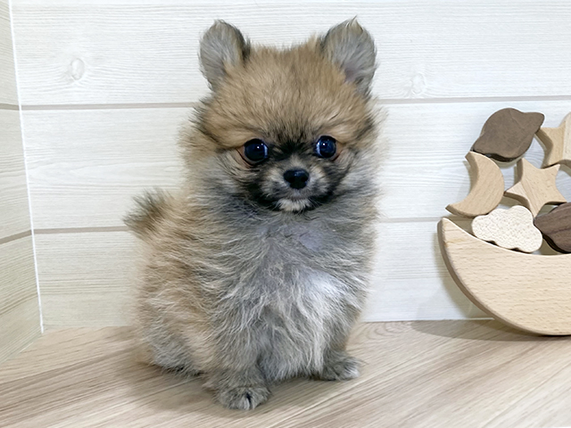 ポメチワ, 性別 男の子, 誕生日 2025/10/08, 毛色 オレンジホワイト, 出身 栃木県, 店舗 日吉津店(鳥取県), お問い合わせ番号 2507977