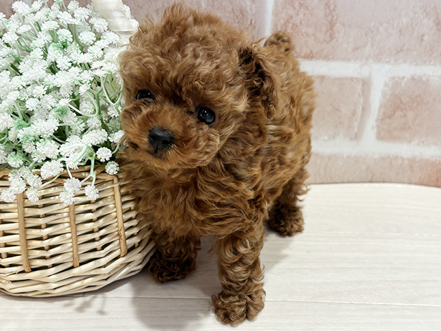 神奈川県のトイプードル(タイニー) (ペッツファースト横浜元町店/2025年10月8日生まれ/女の子/レッド)の子犬