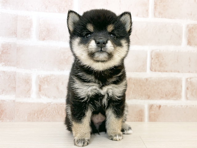 埼玉県の豆柴 (ペッツファーストさいたま新都心店/2025年10月8日生まれ/女の子/黒)の子犬の1枚目の画像