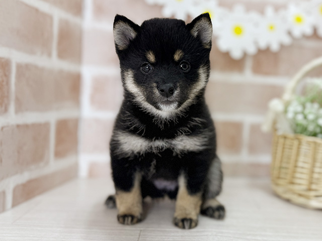 福岡県の豆柴 (ペッツファースト直方店/2025年10月8日生まれ/女の子/黒)の子犬の1枚目の画像