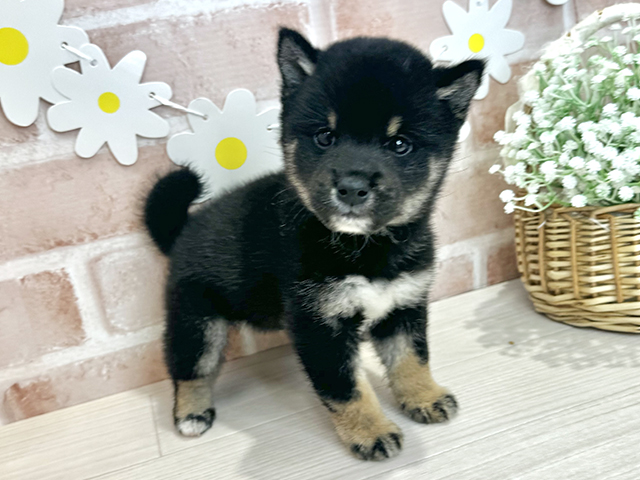 鹿児島県の豆柴 (ペッツファースト鹿児島店/2025年10月8日生まれ/男の子/黒)の子犬の1枚目の画像