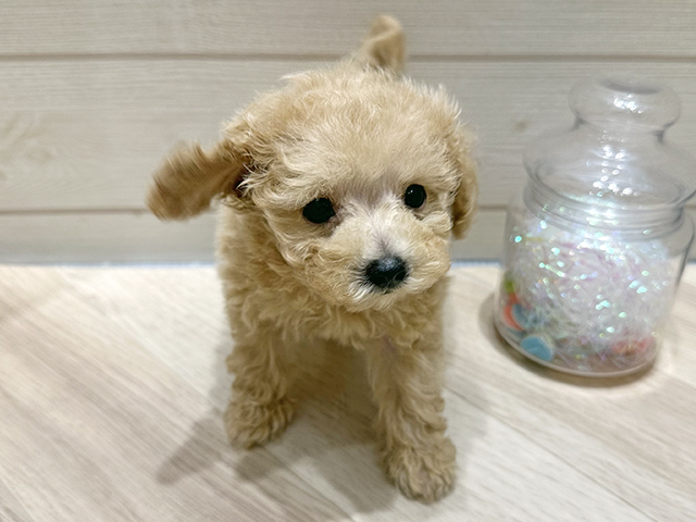 広島県のトイプードル(ティーカップ) (ペッツファースト広島府中店/2025年10月5日生まれ/女の子/アプリコット)の子犬