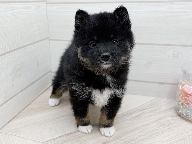 東京都のポメ柴/豆ポメ/ポメ豆柴(ポメラニアン×柴犬) (ペッツファースト渋谷店/2025年10月7日生まれ/男の子/黒)の子犬