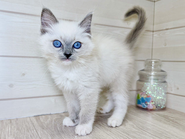 愛知県のラグドール (ペッツファースト大高店/2025年10月4日生まれ/女の子/ブルーポイントミテッド)の子猫の1枚目の画像