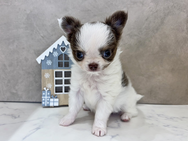 京都府のチワワ(ロング) (ペッツファースト京都四条河原町店/2025年10月8日生まれ/男の子/ホワイトイザベラタン)の子犬の1枚目の画像