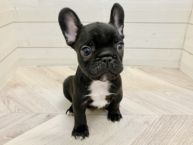 福岡県のフレンチブルドッグ (ペッツファースト大牟田店/2025年10月8日生まれ/男の子/ブリンドル)の子犬の1枚目の画像