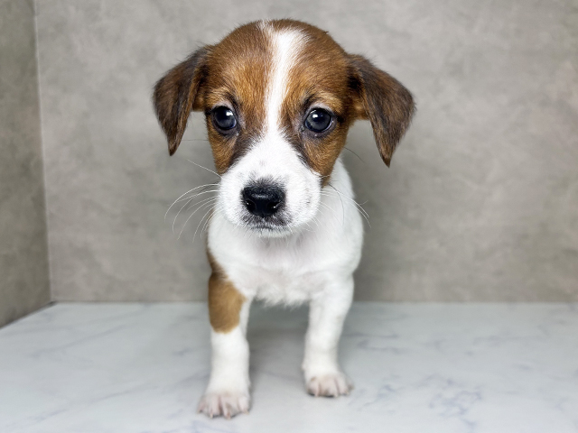 ジャックラッセルテリア