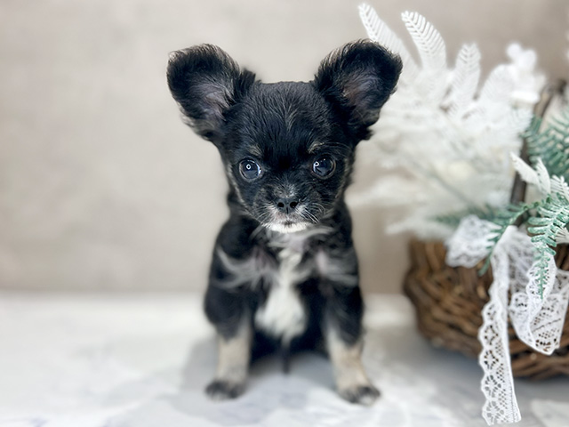大阪府のチワワ(ロング) (ペッツファースト茶屋町店/2025年10月8日生まれ/男の子/ブラックタンホワイト)の子犬の1枚目の画像
