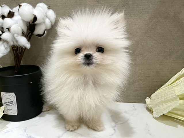 大阪府のポメラニアン (ペッツファースト難波店/2025年10月6日生まれ/女の子/クリーム)の子犬の1枚目の画像