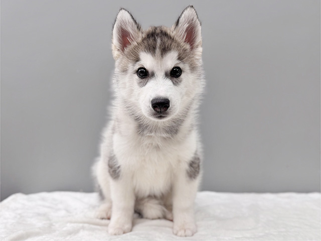 埼玉県のシベリアンハスキー (ペッツファーストPETEMOレイクタウンmori店/2025年10月8日生まれ/女の子/ブラックホワイト)の子犬の1枚目の画像