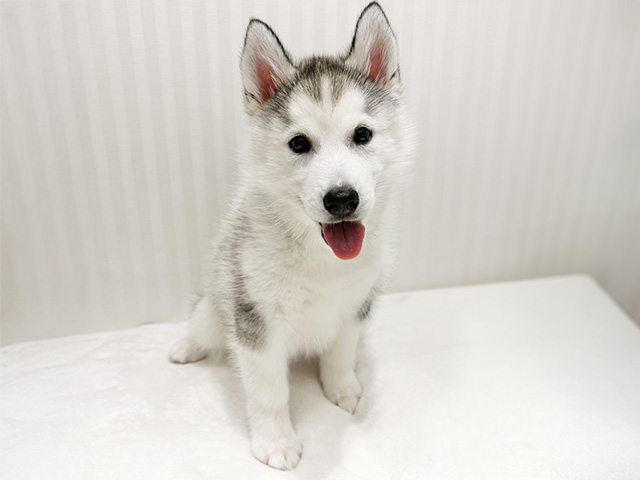 大阪府のシベリアンハスキー (ペッツファーストららぽーと門真店/2025年10月8日生まれ/女の子/ブラックホワイト)の子犬の1枚目の画像