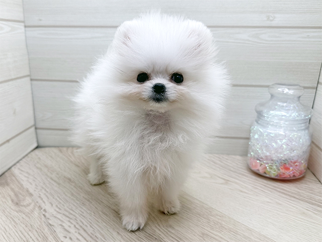 東京都のポメラニアン (ペッツファースト渋谷店/2025年10月4日生まれ/女の子/ホワイト)の子犬の1枚目の画像