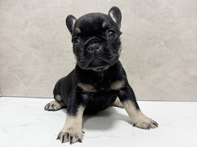 東京都のフレンチブルドッグ (ペッツファースト池袋店/2025年10月7日生まれ/女の子/ブラックタン)の子犬の1枚目の画像