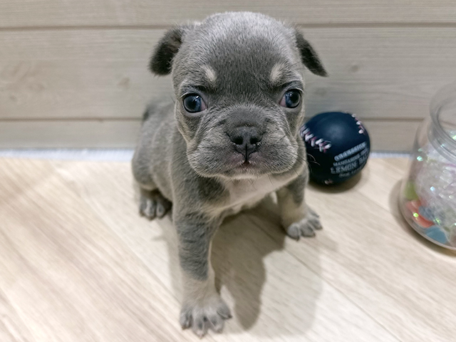 広島県のフレンチブルドッグ (ペッツファースト広島府中店/2025年10月6日生まれ/男の子/ライラックタン)の子犬
