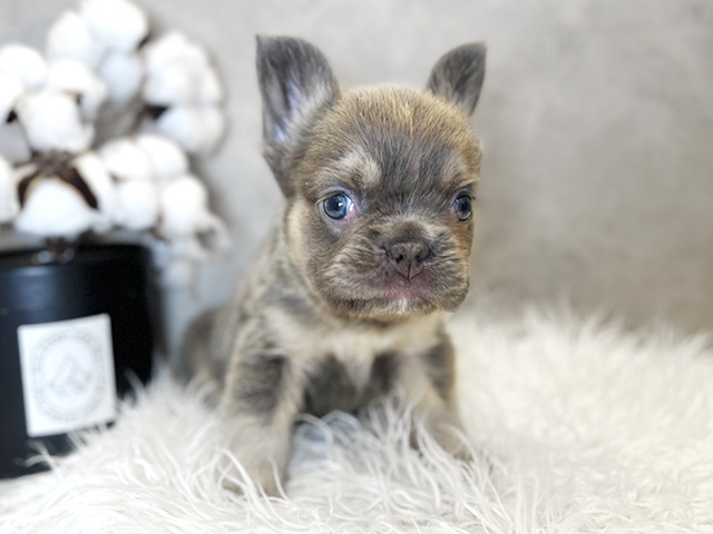 東京都のフレンチブルドッグ (ペッツファースト青山店/2025年10月8日生まれ/女の子/ライラックタン)の子犬の1枚目の画像